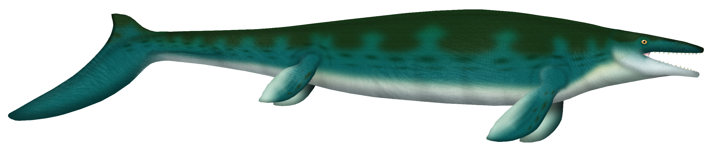 Artist’s reconstruction of a Mosasaurus, showing its streamlined body, flippers, and tail