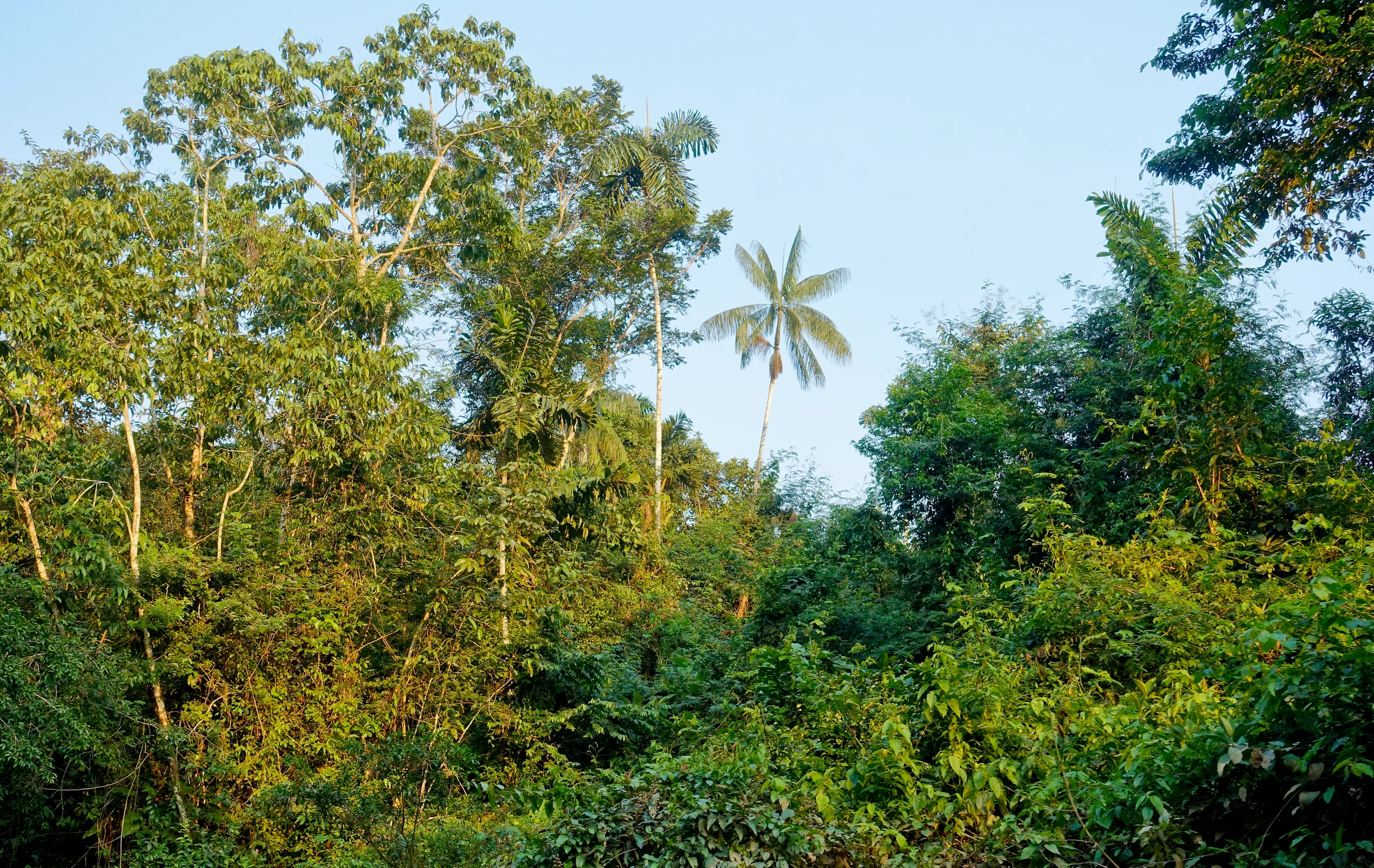 Tropical rainforest along the Cuyabeno River in the Ecuadorian Amazon